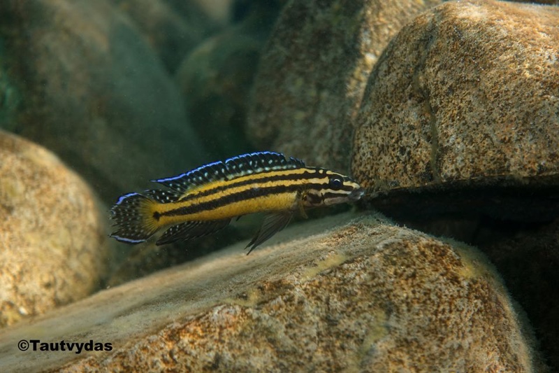 Julidochromis marksmithi 'Kipili'